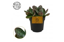 Kalanchoe humilis surprising desert Kalanchoe Humilis 10,5cm 3 pp