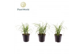 Beaucarnea recurvata Nolina Bushy 7 cm overige tak/plnt 5 pp