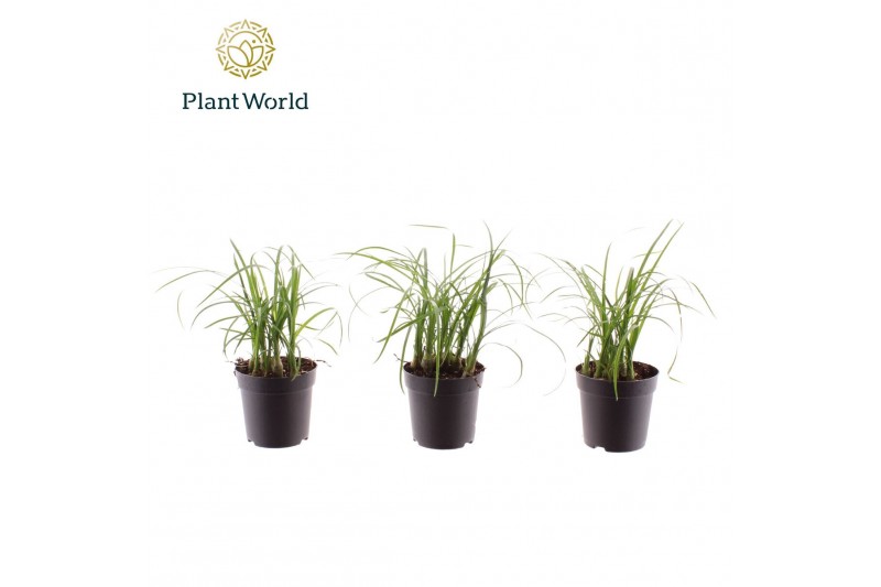 Beaucarnea recurvata Nolina Bushy 7 cm overige tak/plnt 5 pp 