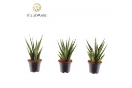 Sansevieria cylindrica Sansevieria Dancing Queen 7 cm