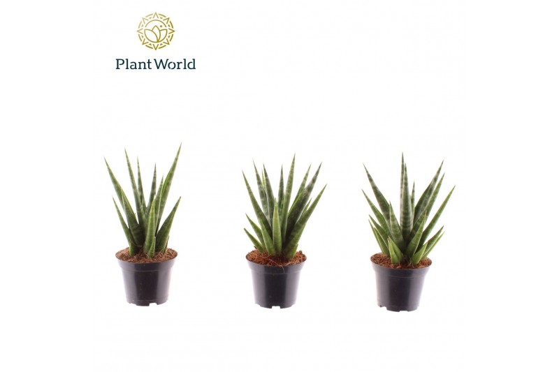 Sansevieria cylindrica Sansevieria Dancing Queen 7 cm 