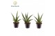 Sansevieria cylindrica Sansevieria trifciata Pineapple 7 cm 