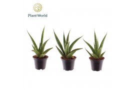 Sansevieria cylindrica Sansevieria trifciata Pineapple 7 cm