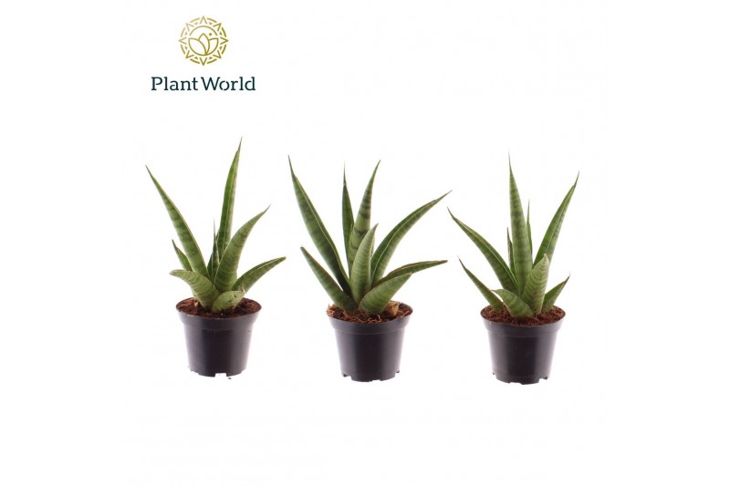 Sansevieria cylindrica Sansevieria trifciata Pineapple 7 cm 