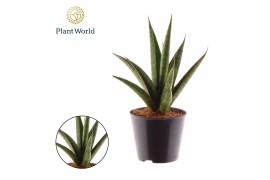 Sansevieria trifasciata Sansevieria trifciata Pineapple