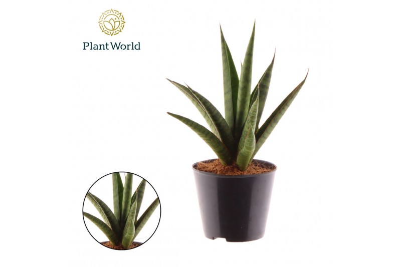 Sansevieria trifasciata Sansevieria trifciata Pineapple 