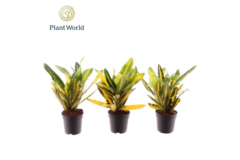 Codiaeum sunny star Croton Sunny Star 7 cm 2 pp 