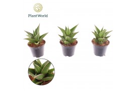 Sansevieria ehrenbergii samurai Sansevieria Samurai 7 cm