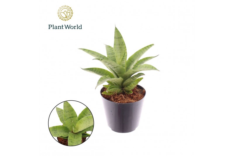 Sansevieria cylindrica Sansevieria Lotus 