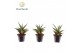 Sansevieria cylindrica Sansevieria Boogie Woogie 