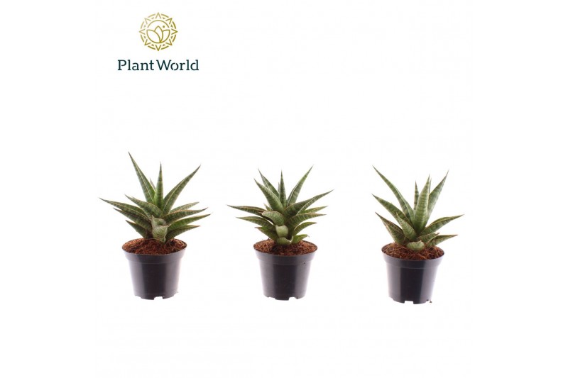 Sansevieria cylindrica Sansevieria Boogie Woogie 