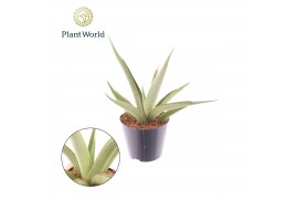 Sansevieria Sansevieria Silver Syreni