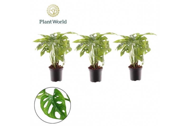 Monstera adansonii Monstera Monkey Leaf 7 cm 1 pp 