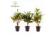 Codiaeum variegatum gold sun Croton Gold Dust stam 7 cm 1 pp 
