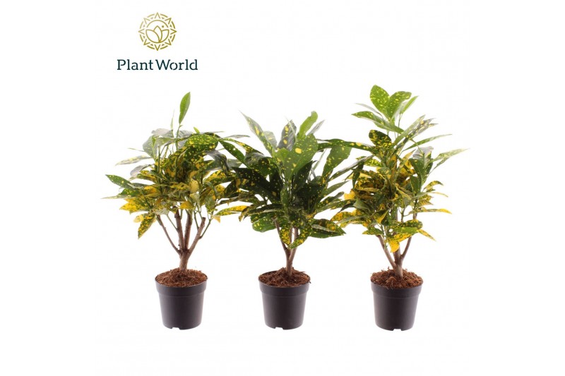 Codiaeum variegatum gold sun Croton Gold Dust stam 7 cm 1 pp 