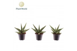 Sansevieria cylindrica Sansevieria Helios Dwarf 7 cm