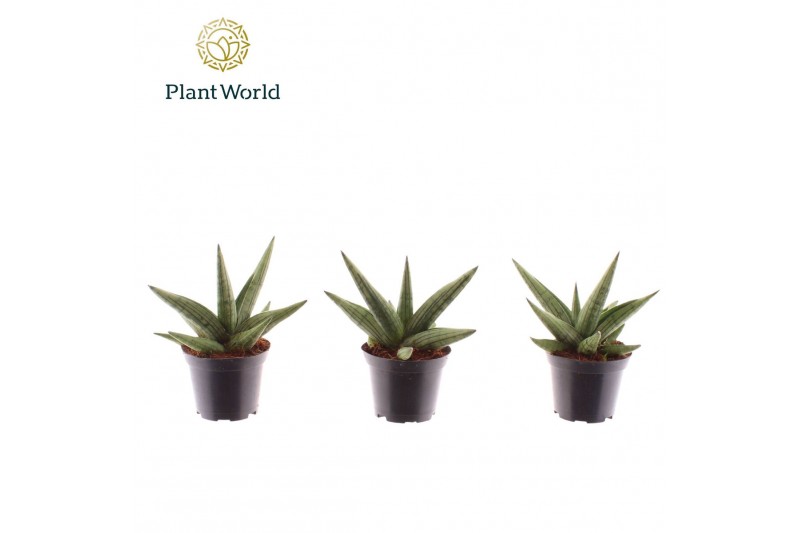 Sansevieria cylindrica Sansevieria Helios Dwarf 7 cm 