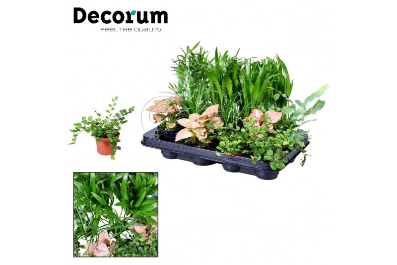 Kamerplanten mix Miniplanten gemengd op de laag (24 verschillende soor 