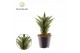 Sansevieria cylindrica Sansevieria Starshooter 