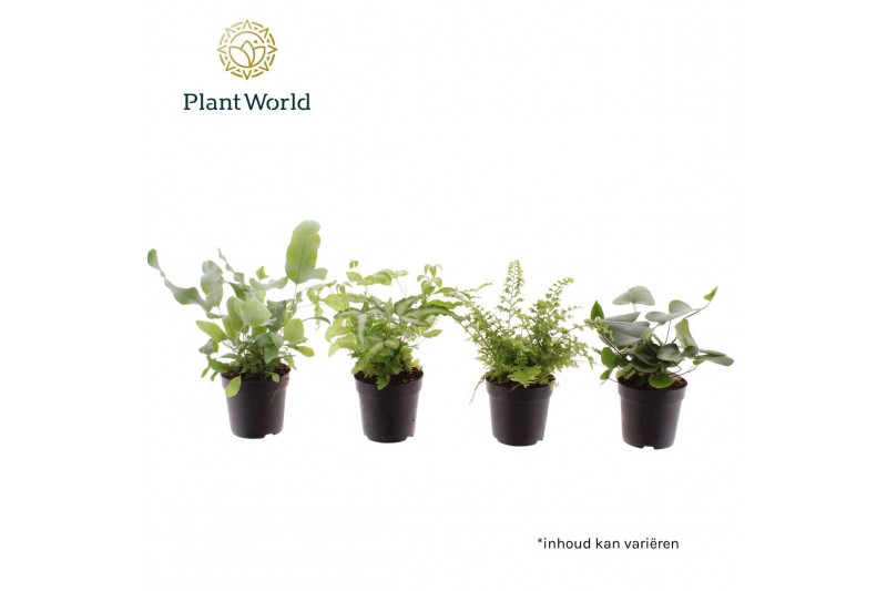 Varens mix Varen mix 7 cm 