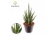 Sansevieria cylindrica Sansevieria Dancing Queen 