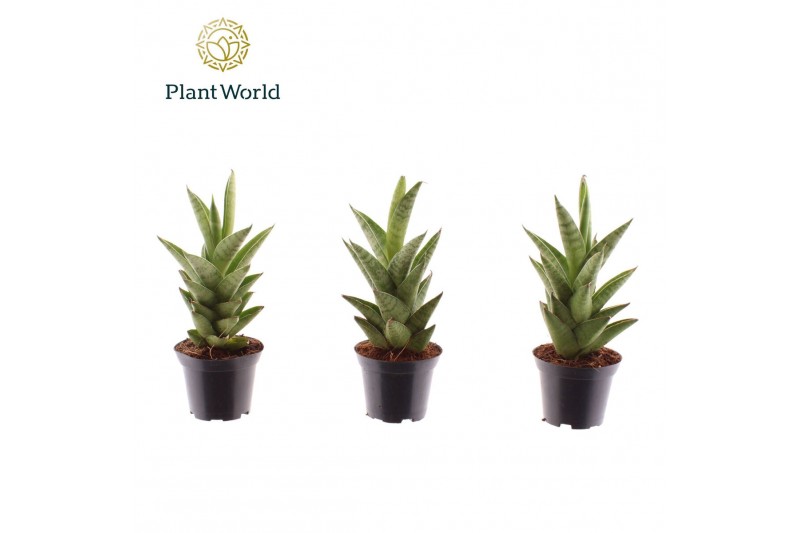Sansevieria cylindrica Sansevieria Starshooter 7 cm 