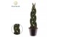 Sansevieria cylindrica Sansevieria cylindrica Twist 