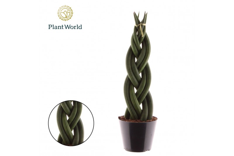 Sansevieria cylindrica Sansevieria cylindrica Twist 