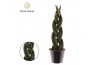 Sansevieria cylindrica Sansevieria cylindrica Twist