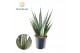 Sansevieria cylindrica Sansevieria Sem overig pp 