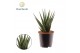 Sansevieria cylindrica Sansevieria Dancing Queen overig pp 