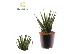 Sansevieria cylindrica Sansevieria Dancing Queen overig pp