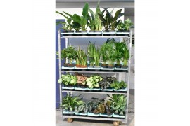 Kamerplanten mixkar Mixkar div. groene planten 14 cm 1 pp