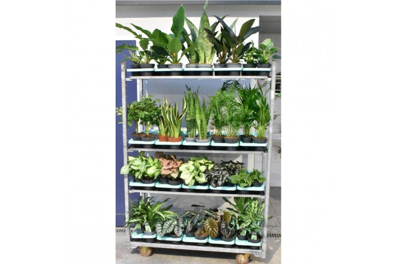 Kamerplanten mixkar Mixkar div. groene planten 14 cm 1 pp 