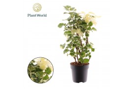 Polyscias Polyscias Balfouriana vertakt 1 pp