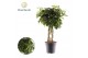 Schefflera arboricola gold capella Schefflera Gold Capella koker 8 pp 