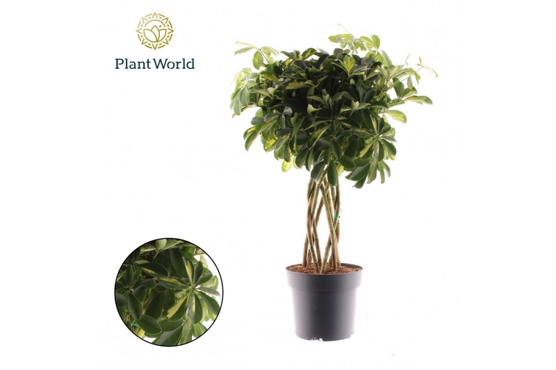 Schefflera arboricola gold capella Schefflera Gold Capella koker 8 pp 
