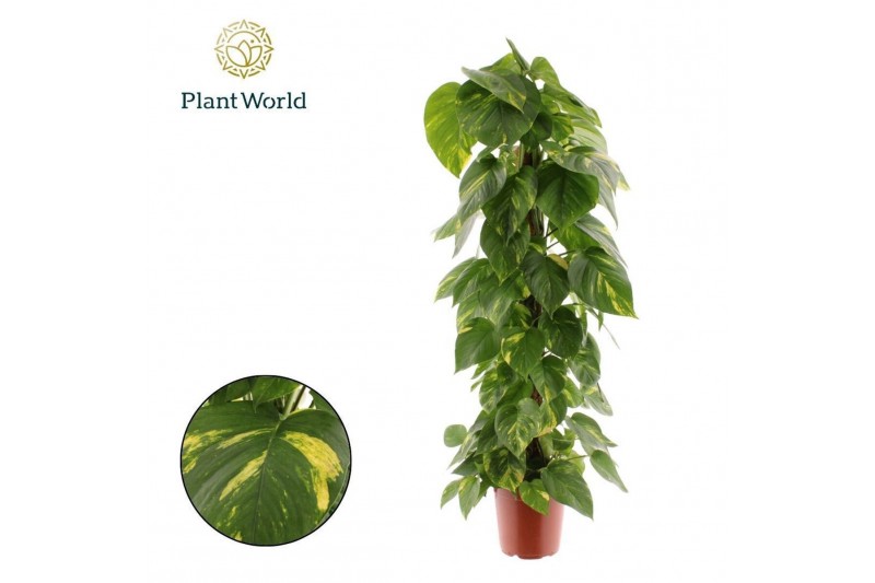 Epipremnum pinnatum hang Epipremnum pinnatum Aureum Mosstok 100 cm ove 