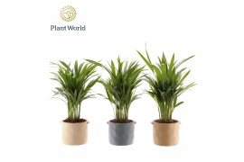 Dypsis lutescens Dypsis lutescens (Areca) 14 cm in pot Charlotte 26 pp