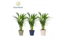 Dypsis lutescens Dypsis lutescents (Areca) in pot Coco collectie Top B
