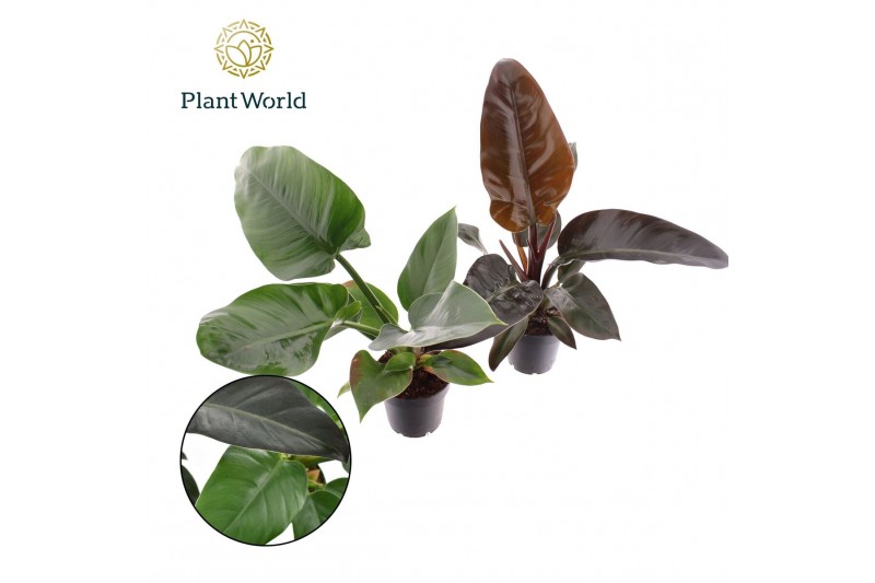 Philodendron Philodendron mix Imperial Green & Red 1 pp 