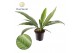 Philodendron Philodendron Campii 2 pp 