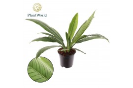 Philodendron Philodendron Campii 2 pp