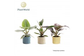 Philodendron Philodendron mix 14 cm in pot Charlotte 1 pp