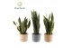 Sansevieria trifasciata Sansevieria mix 14 cm in pot Charlotte 