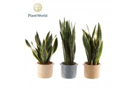 Sansevieria trifasciata Sansevieria mix 14 cm in pot Charlotte