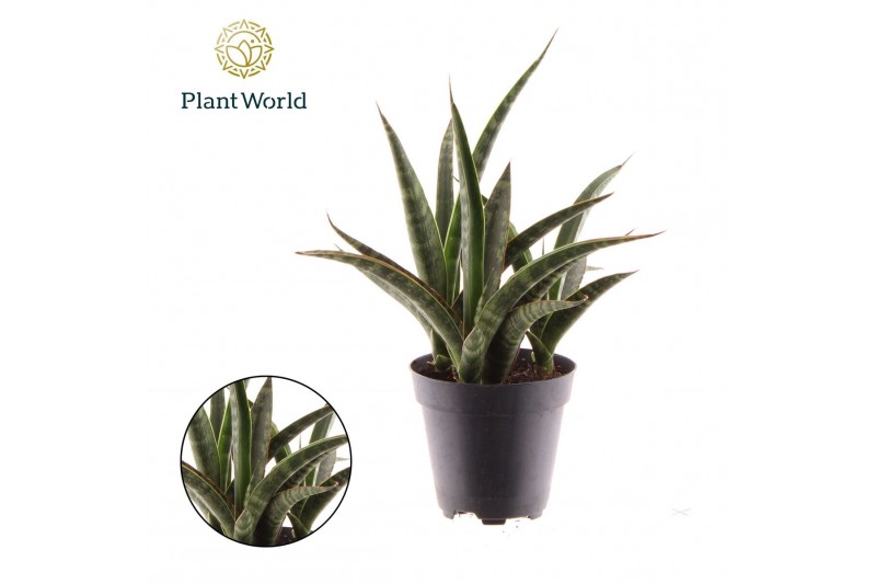 Sansevieria trifasciata Sansevieria trifasciata Megan overig pp 