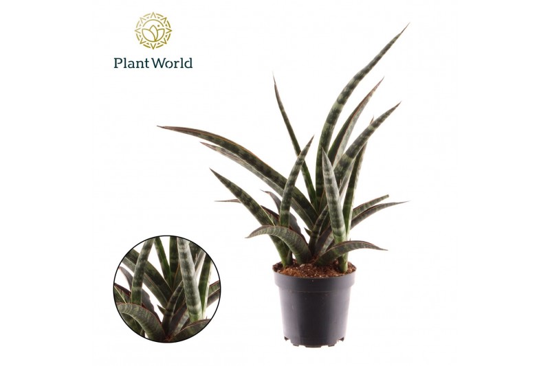 Sansevieria trifasciata Sansevieria trifasciata Megan overig pp 