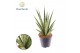 Sansevieria trifasciata Sansevieria trifciata Pineapple overig pp 