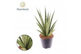 Sansevieria trifasciata Sansevieria trifciata Pineapple overig pp